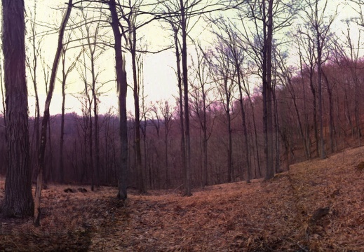 Sheltowee Trace Moonrise